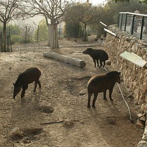 south america exhibit