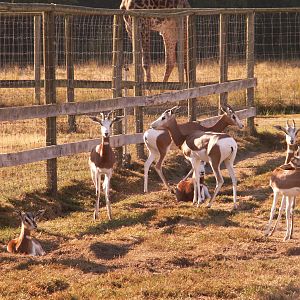 MHORR GAZELLE herd
