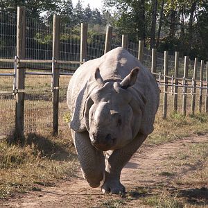 Indian rhino