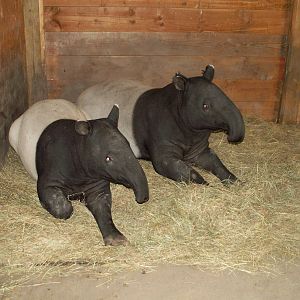 Malayan tapir