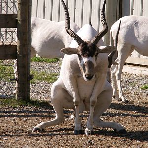 addax
