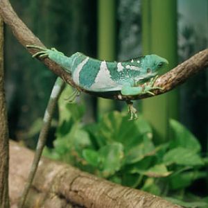 fiji iguana L.A. Zoo