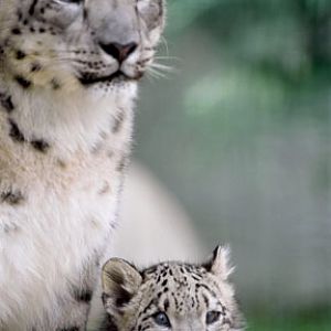 mom and cub, L.A. Zoo