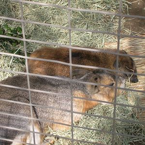 Rock Hyrax and Patagonian Cavy 2-26-09