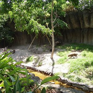 Bush Dog Enclosure - Tropics of the Americas