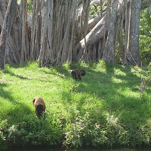 Crested Capuchins - Tropics of the Americas