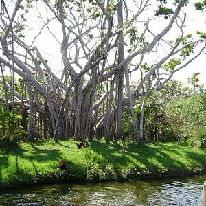 Capuchin Island - Tropics of the Americas
