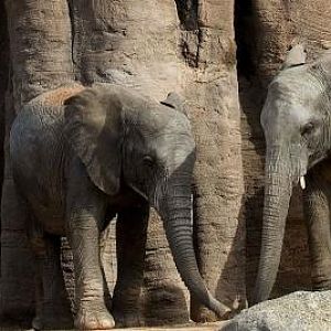 New six females from Namib