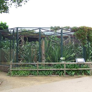 Alaotran Gentle Lemur outdoor cage, Clore Rainforest Lookout