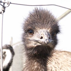 emu chick