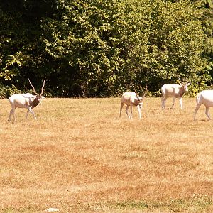 addax family