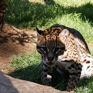 not sure which cat is that....