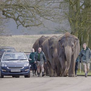 Asian elephants returning to their enclosure (1)