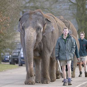 Asian elephants returning to their enclosure (2)