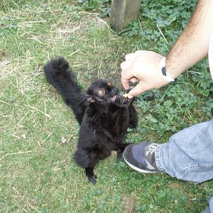 me feeding a male black lemur