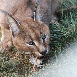 caracal eating