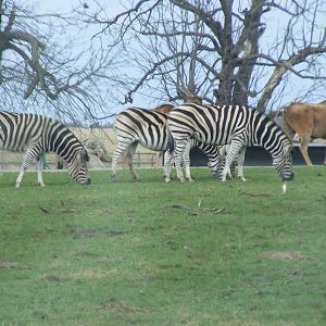 Chapmans Zebras and Common Elands at Woburn Safari Park, 28 February 2009