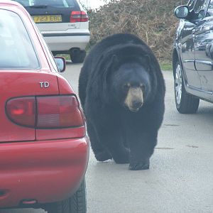 North American Black Bear in Navajo Trail reserve at Woburn Safari Park, 28