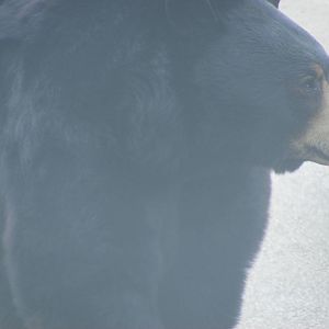 North American Black Bear in Navajo Trail reserve at Woburn Safari Park, 28