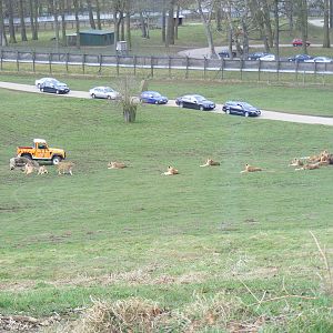 African Lions in Simba Hills reserve at Woburn Safari Park, 28 February 200