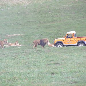 African Lions in Simba Hills reserve at Woburn Safari Park, 28 February 200