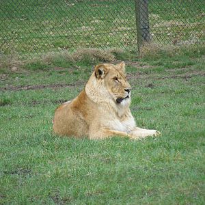 African Lion in Simba Hills reserve at Woburn Safari Park, 28 February 2009
