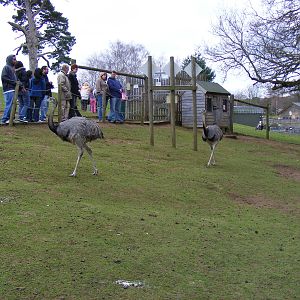 Greater rheas at Woburn Safari Park, 28 February 2009