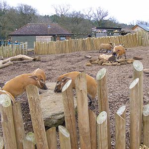 Red River Hogs at Woburn Safari Park, 28 February 2009