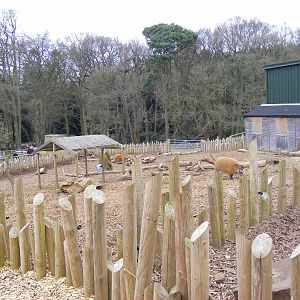 Red River Hogs at Woburn Safari Park, 28 February 2009