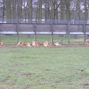 African Lions in Simba Hills reserve at Woburn Safari Park, 28 February 200