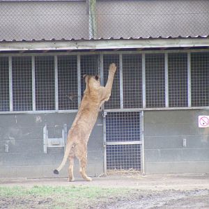 African Lion in Simba Hills reserve at Woburn Safari Park, 28 February 2009