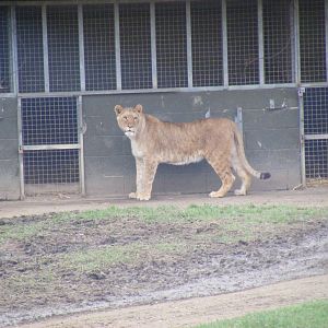 African Lion in Simba Hills reserve at Woburn Safari Park, 28 February 2009