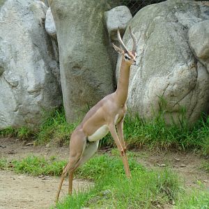 Male Gerenuk