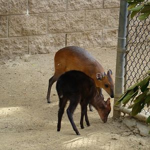 Duiker babies