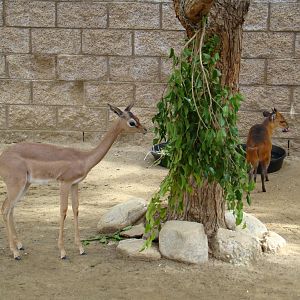 Gerenuk and Red-flanked Duiker
