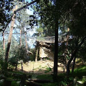 Cape Griffon Vulture aviary