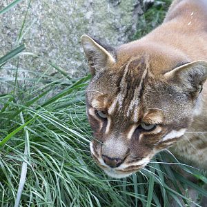 Temmick's golden cat