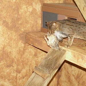 Rusty-Spotted Cat - almost the same size
