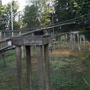 ring tail lemurs exhibit