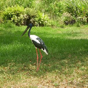 Black-necked Stork