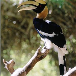 great indian hornbill, Reid Park Zoo