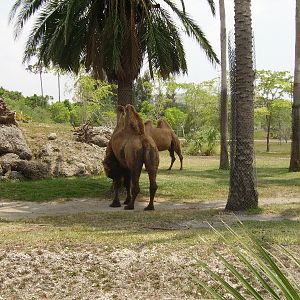 Bactrian Camel
