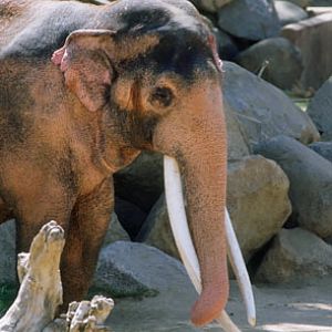 bull elephant at SDWAP