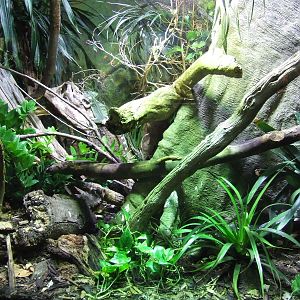 Green Crested Basilisk exhibit, Reptile House