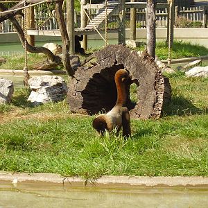 Woolie Monkey - Louisville Zoo AUG07