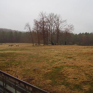 American Elk and Bison Exhibit- NC Zoo MAR07