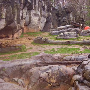 Grizzly Bear Exhibit- NC Zoo MAR07