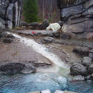 Polar Bear exhibit- NC Zoo MAR07