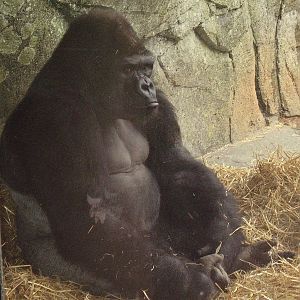 W Lowland gorilla silverback- NC Zoo MAR07