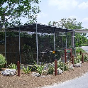 Pale-faced Saki Enclosure